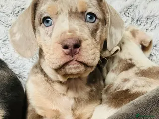 Mixed Breed dogs Bulldog x Mini Dachshund Puppies - Advert 5