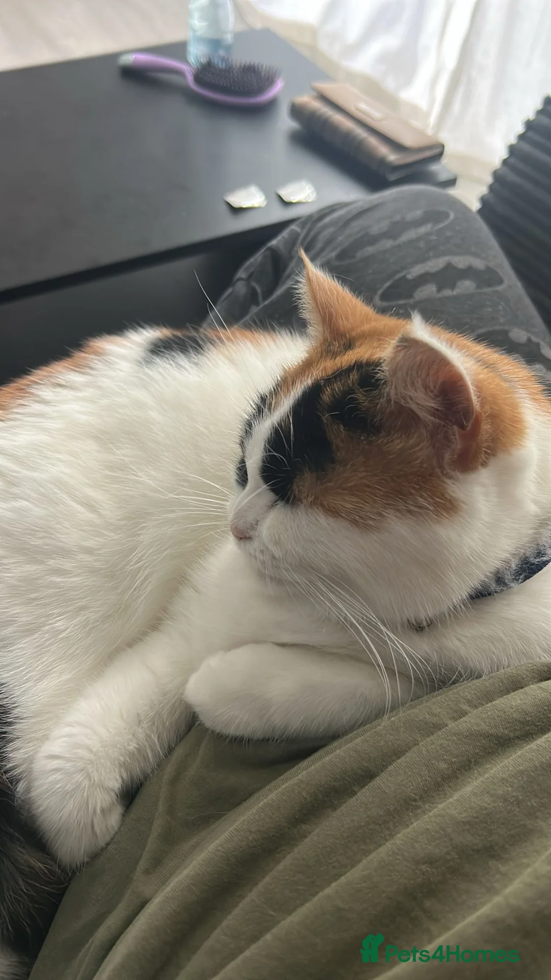 Gallery Image {{count}}