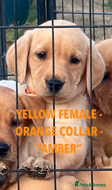 Labrador Retriever dogs SUPERB, HEALTHY, CHUNKY, FAMILY RAISED LABRADORS  - Advert 2