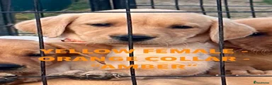 AMBER - ORANGE COLLAR