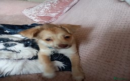 Mixed Breed dogs for sale: Puppy - Image 2