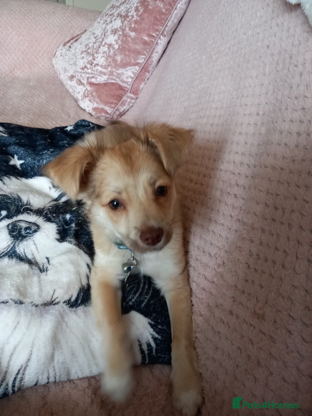Mixed Breed dogs for sale: Puppy - Image 2