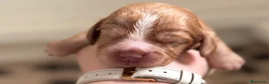 Cocker Spaniel Puppy 8 (orange)