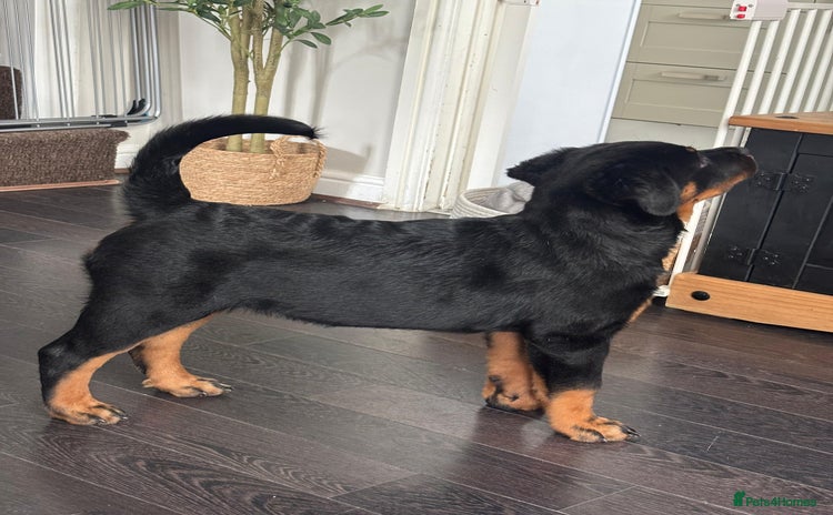 Rottweiler dogs - Advert 2