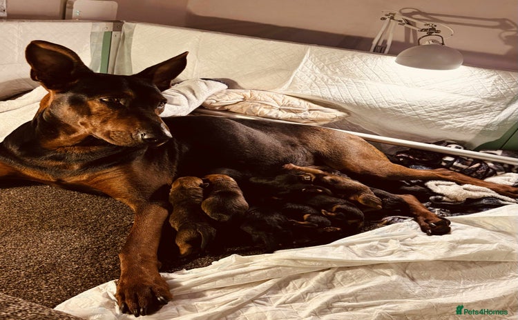 Mixed Breed dogs - Advert 12