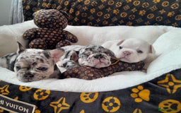 French Bulldog dogs for sale: French bulldog , merle, platinum, fluffy carriers. - Image 1