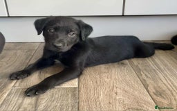 Borador dogs for sale: Borador puppies ready for new homes - Image 9