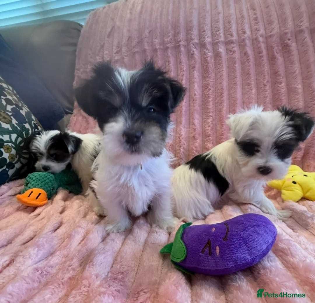 Yorkshire Terrier dogs for sale: Miniature Yorkshire Terrier Puppies  - Advert 3