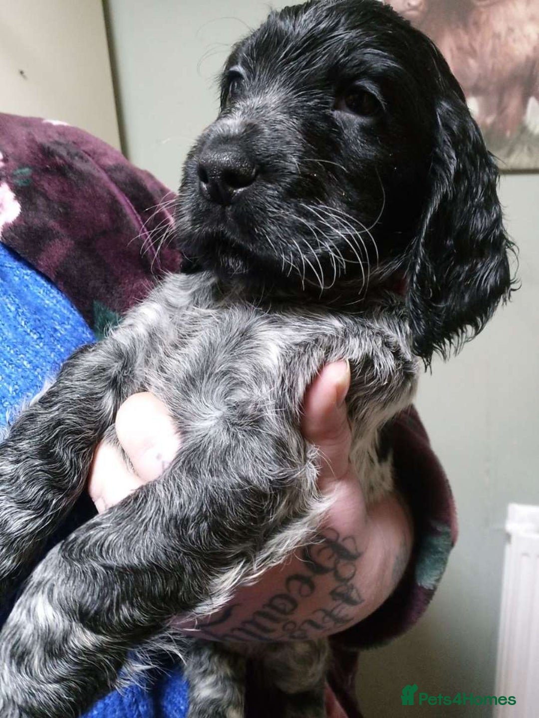Cocker Spaniel dogs for sale: 1 beautiful roan cocker spaniel left ready   - Advert 4
