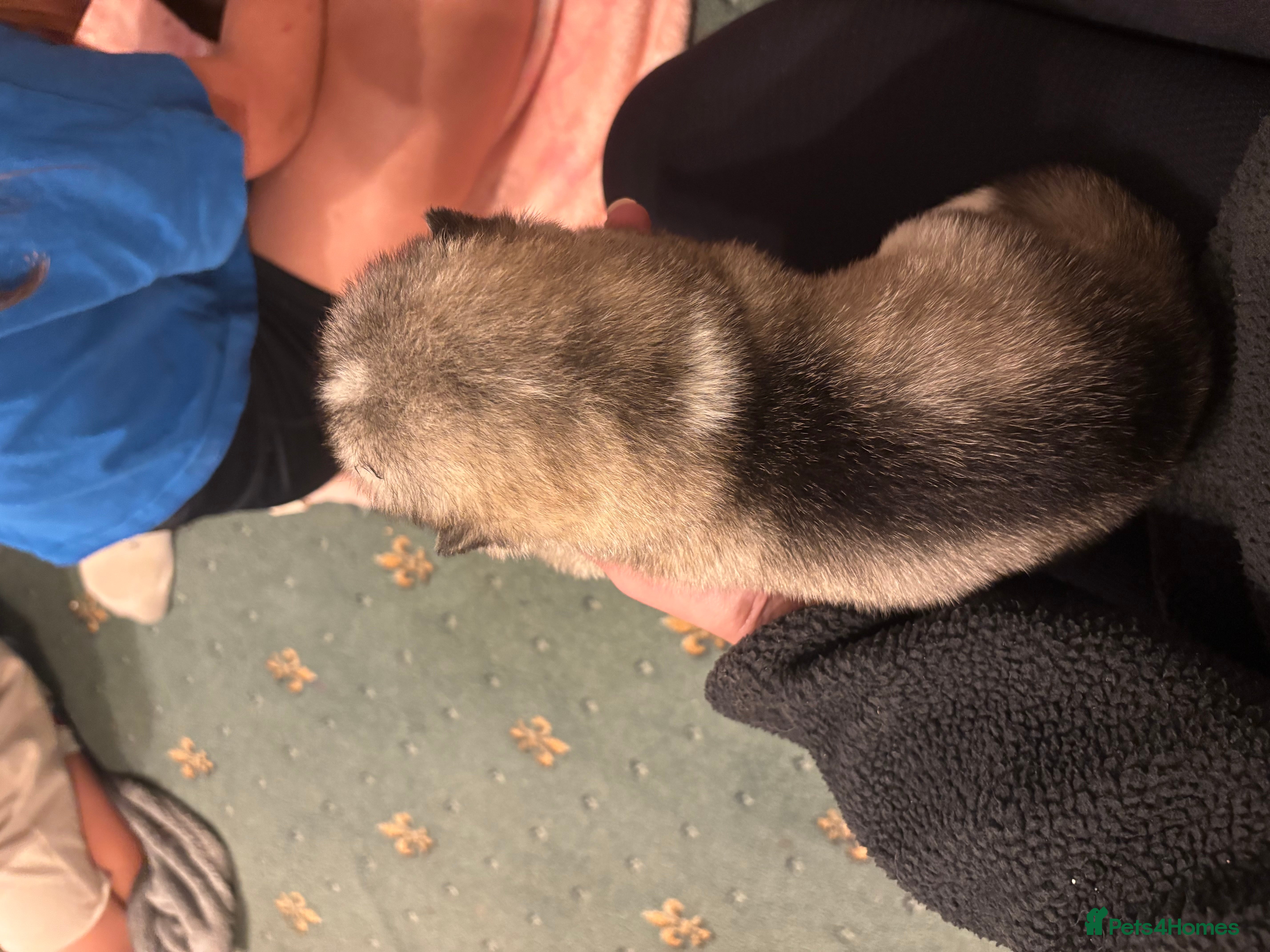 Alaskan Malamute dogs for sale: K.C Registered Quality Alaskan Malamute Puppies - Advert 17