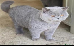 British Shorthair cats for sale: British short hair - Image 5