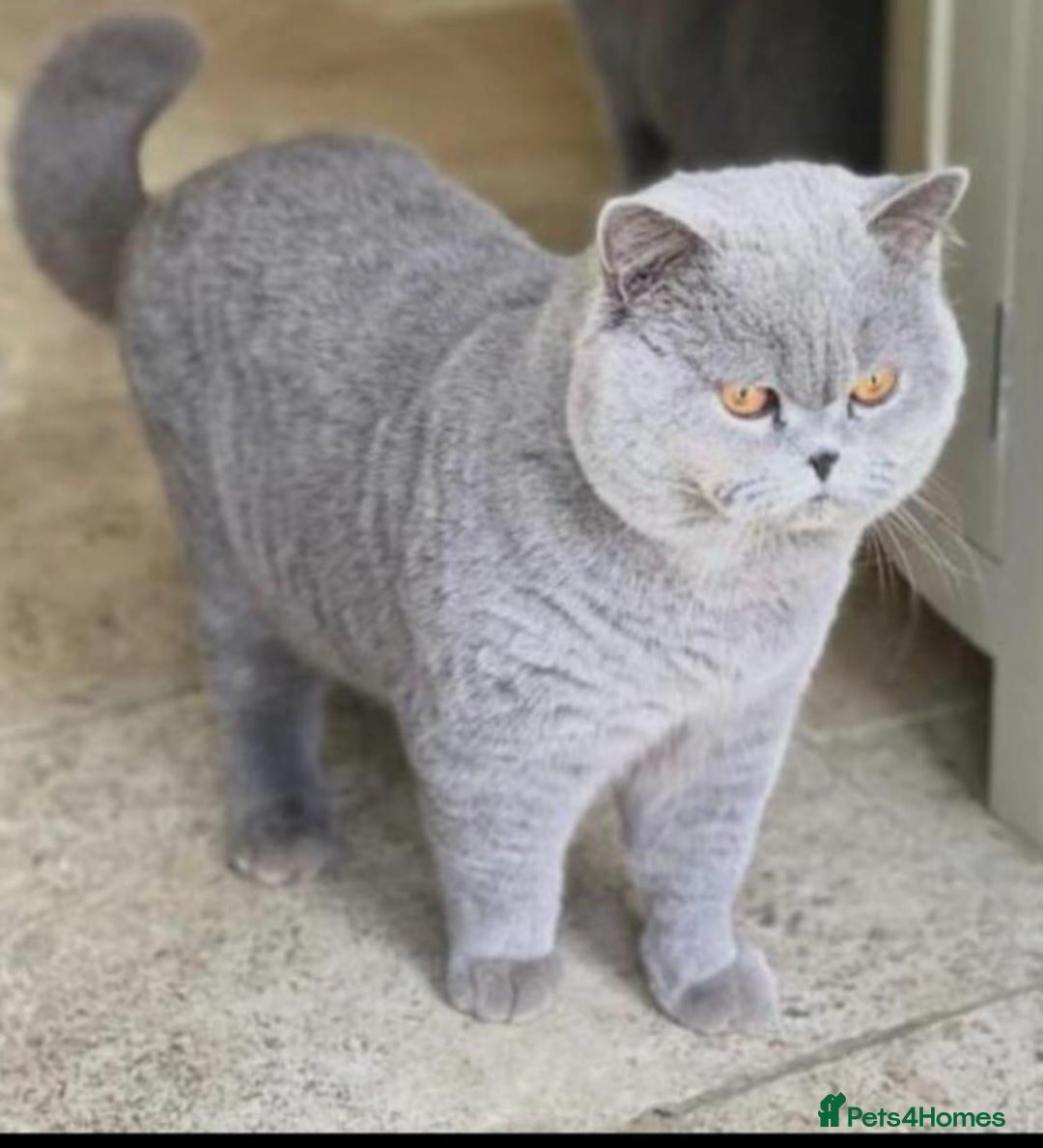 British Shorthair cats for sale: British short hair - Image 5