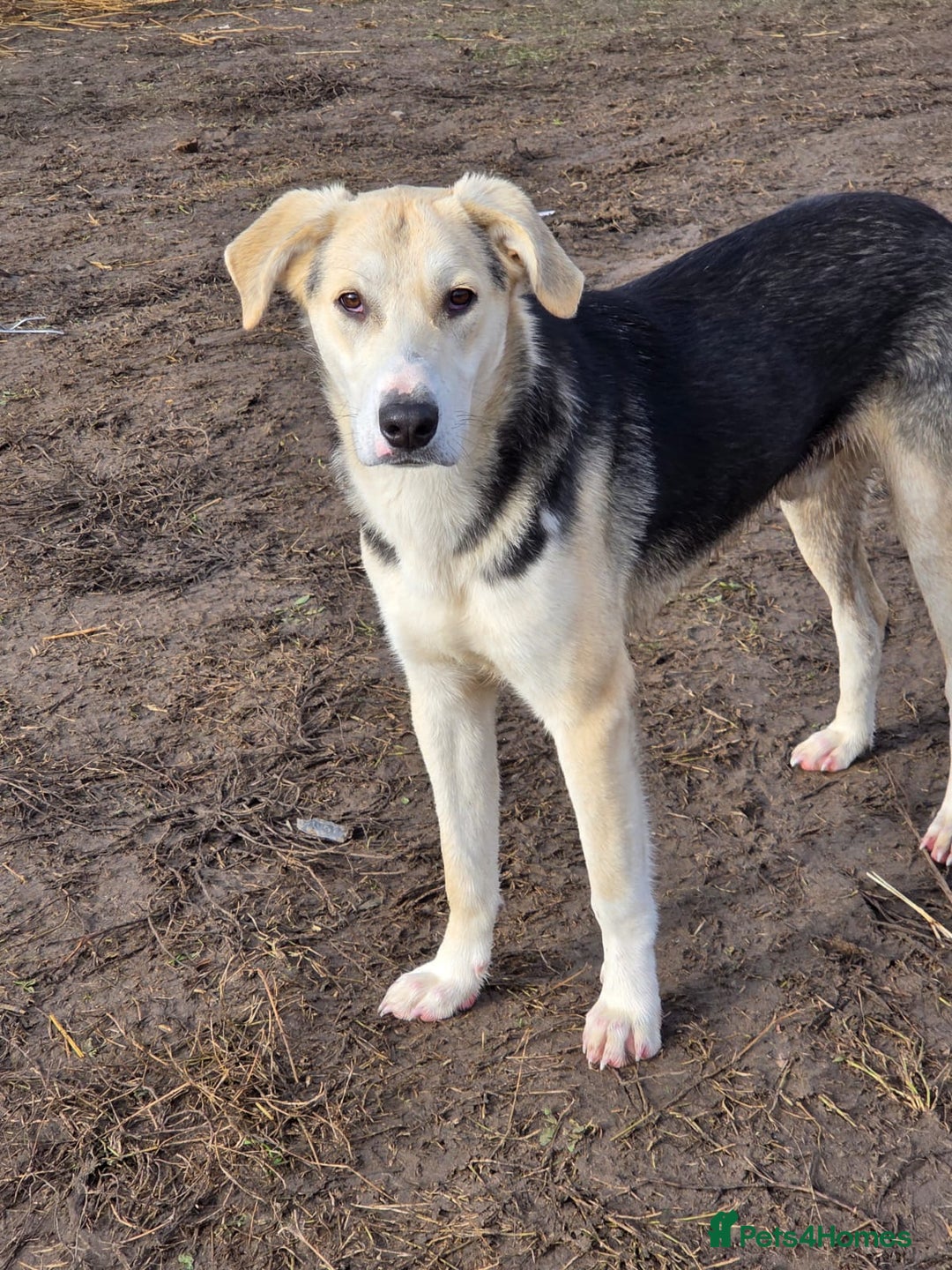 Mixed Breed dogs for adoption: RICKY - a superb young boy for a Loving Home - Advert 3