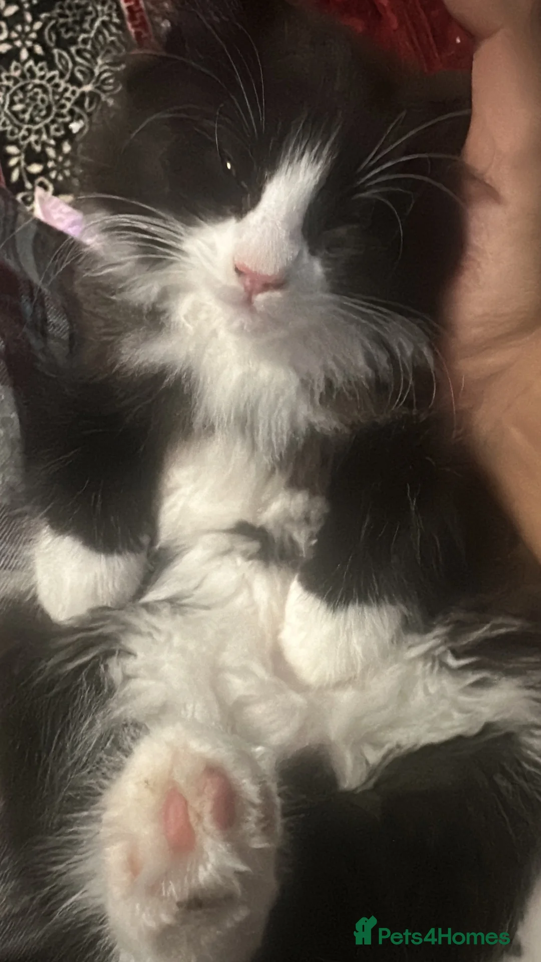Mixed Breed cats for sale: kitten for sale - Advert 7