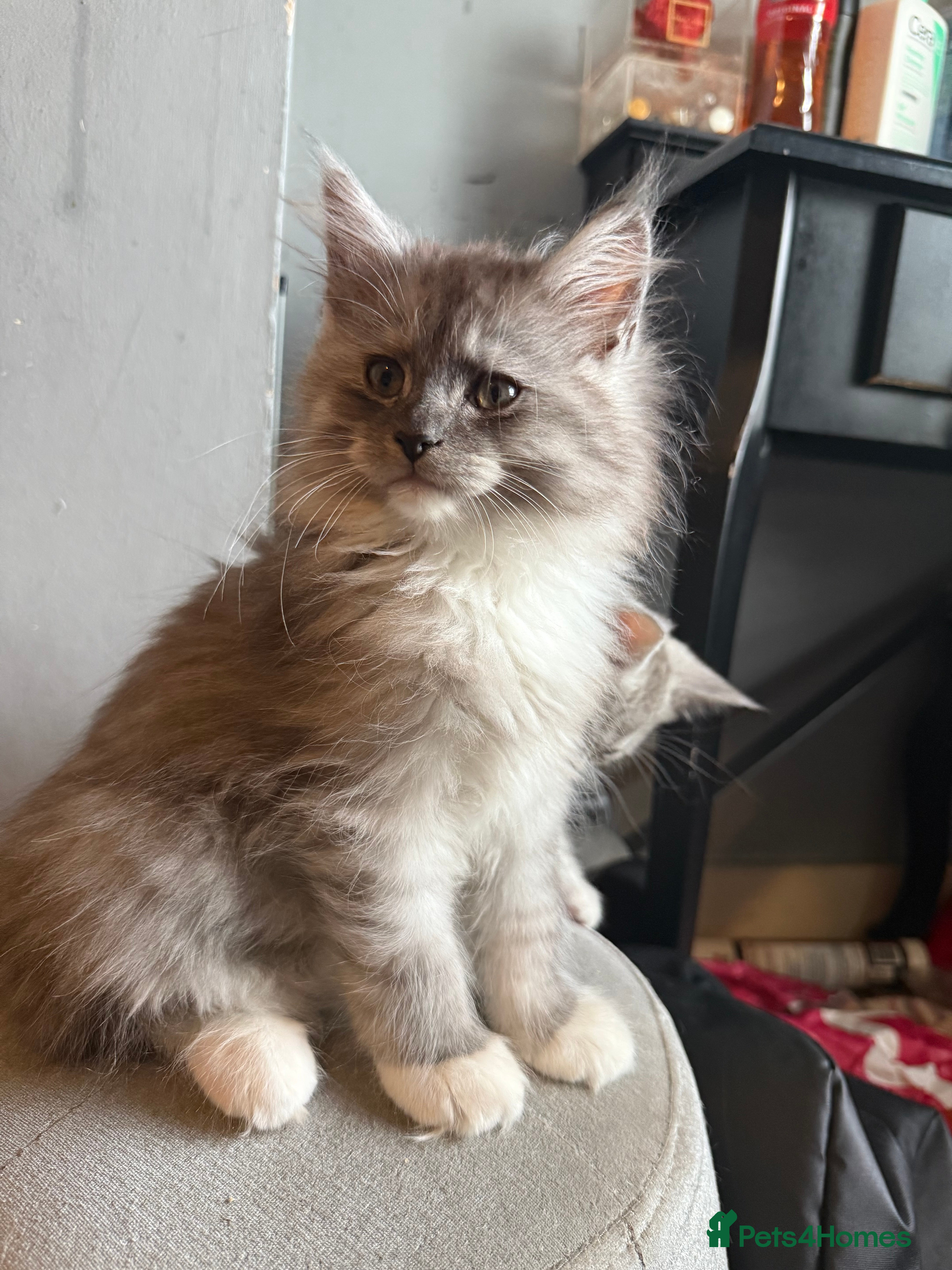Mixed Breed cats for sale: Maine coon x Persian kittens  - Advert 6