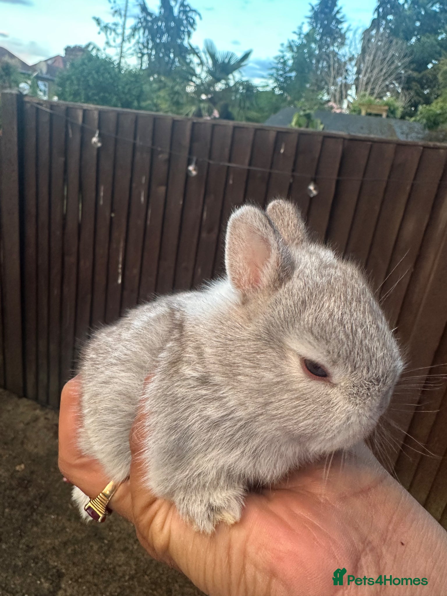 Netherland Dwarf rabbits for sale: Pure bred Netherland Dwarf - Advert 3