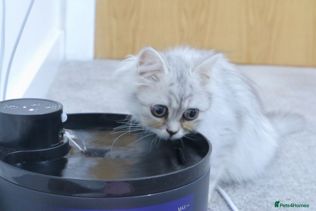 Persian cats for sale: Persian kitten boy available! - Image 3