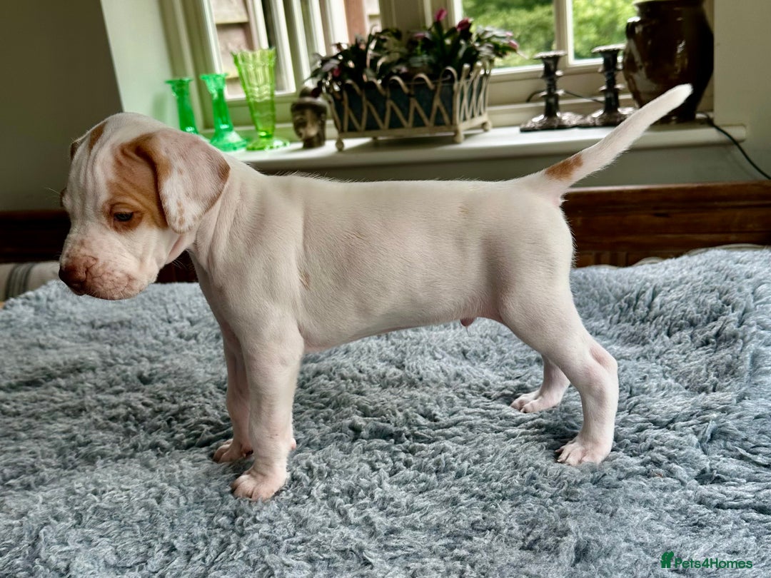 Pointer dogs for sale: KC reg Pointer Puppies - Image 36