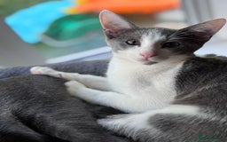 Oriental cats for sale: Ready now! Oriental shorthair kittens mix - Image 3