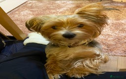 Mixed Breed dogs for sale: Yorki Puppies available from 21/12/25 - Advert 12