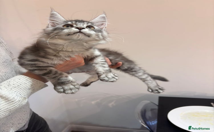 Maine Coon cats - Advert 1