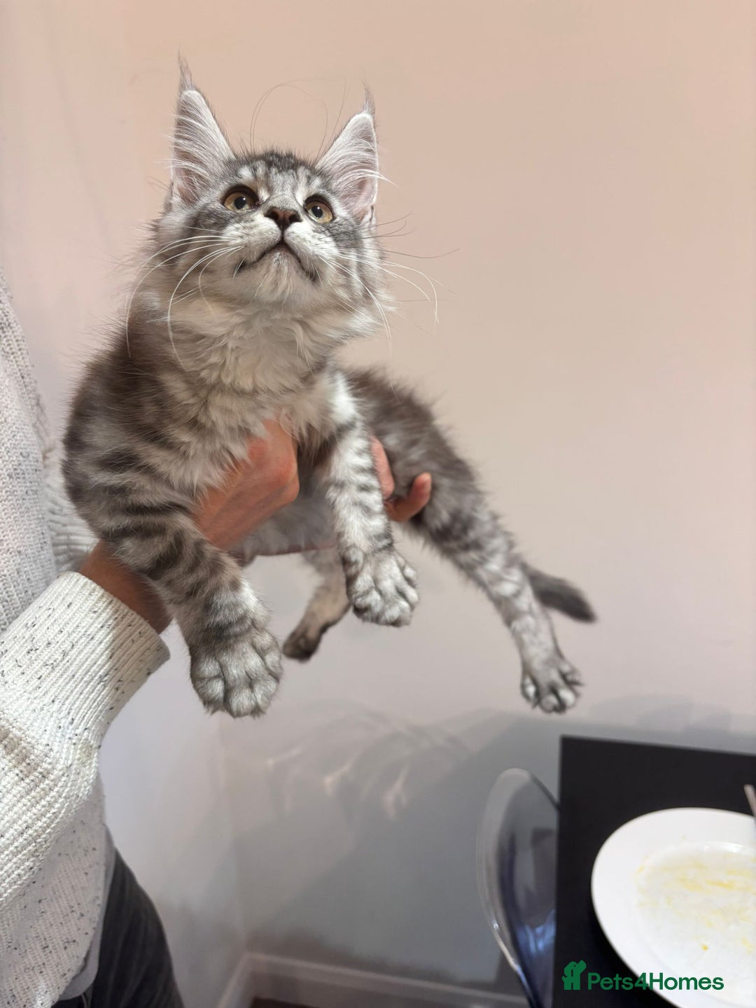 Maine Coon cats for sale: 💕5 TICA registered DNA CLEAR💕  - Image 7