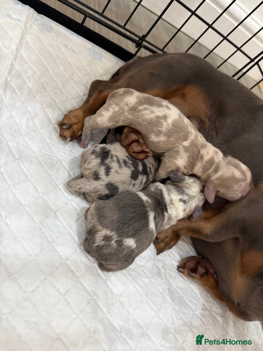 Miniature Dachshund dogs for sale: Miniature dachshund boys can leave today ❤️🤍  - Image 11