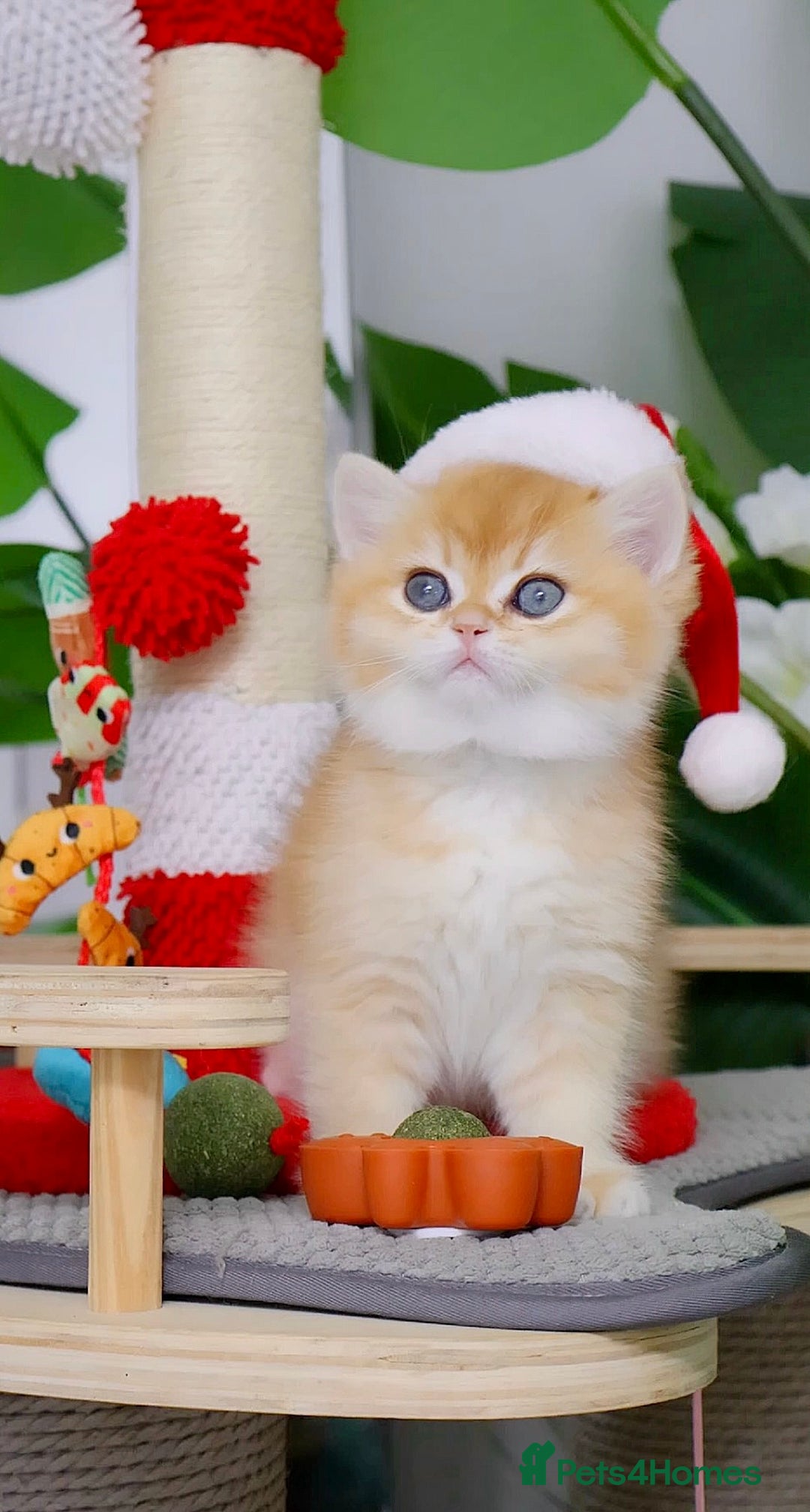 British Shorthair cats for sale: 🧿Luxurious Exclusive Golden BSH girl ready20.12 ✨ - Advert 3