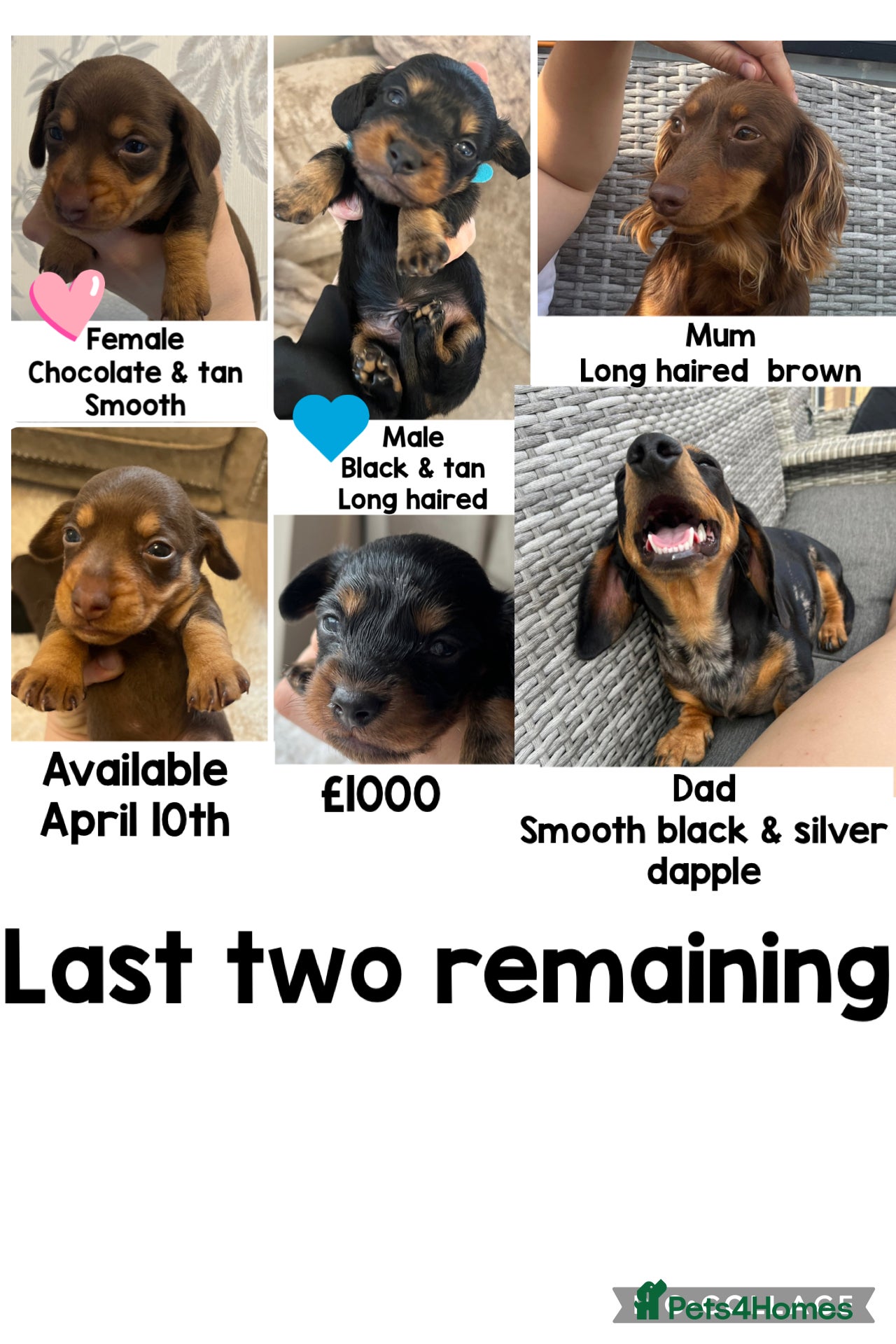Miniature Dachshund dogs MINIATURE Dachshund long haired & smooth  - Advert 14