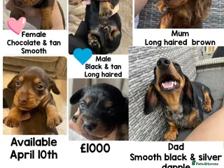 Miniature Dachshund dogs MINIATURE Dachshund long haired & smooth - Advert 14