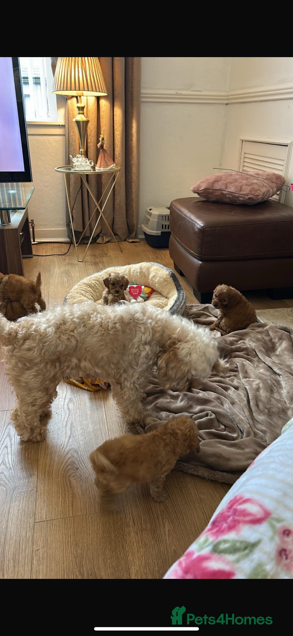 Cockapoo dogs for sale: Cockapoo puppies in Aberdeen - Advert 26