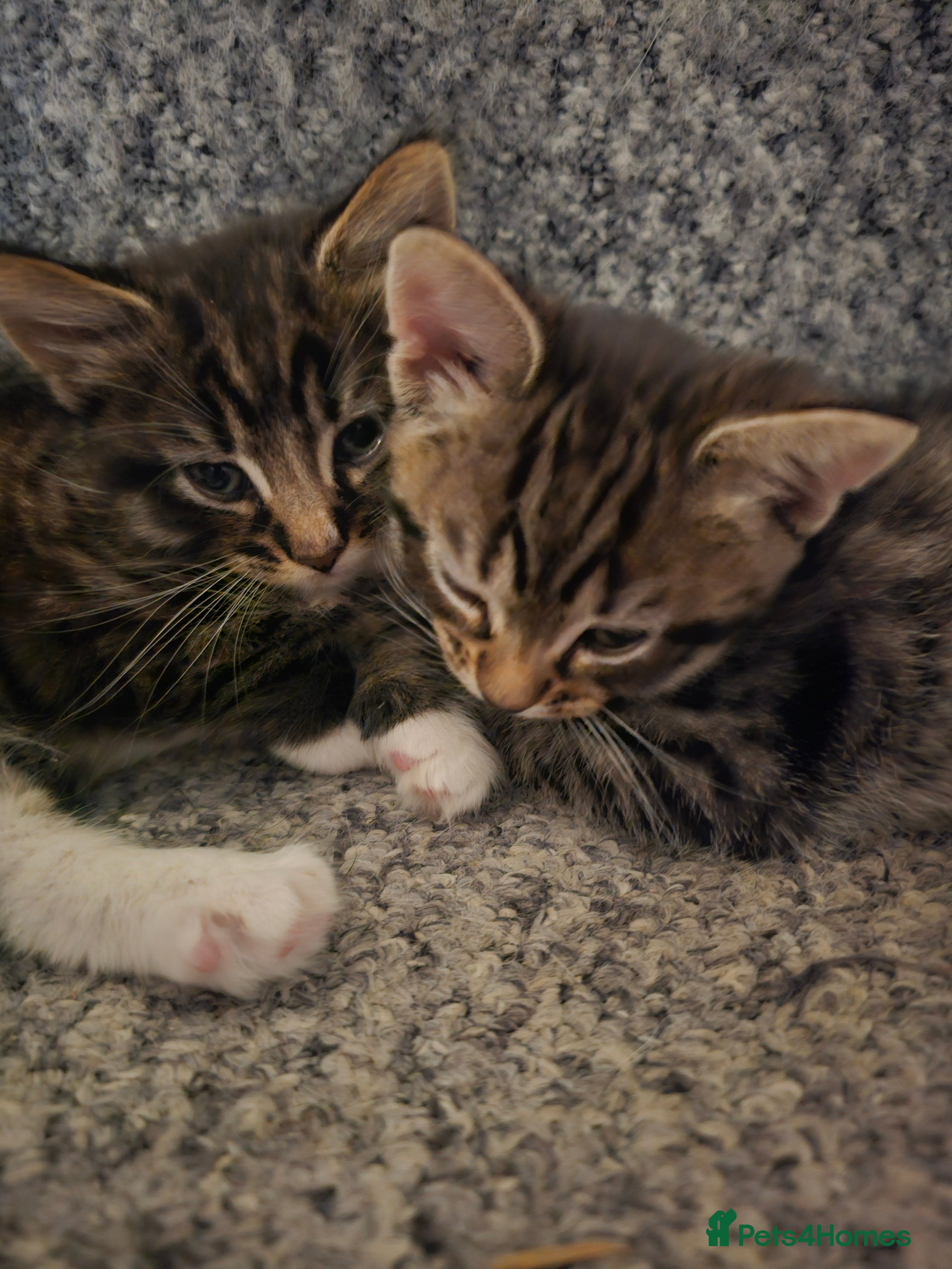 Domestic Shorthair cats 3 kittens for sale - Advert 11