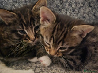 Domestic Shorthair cats 3 kittens for sale - Advert 17