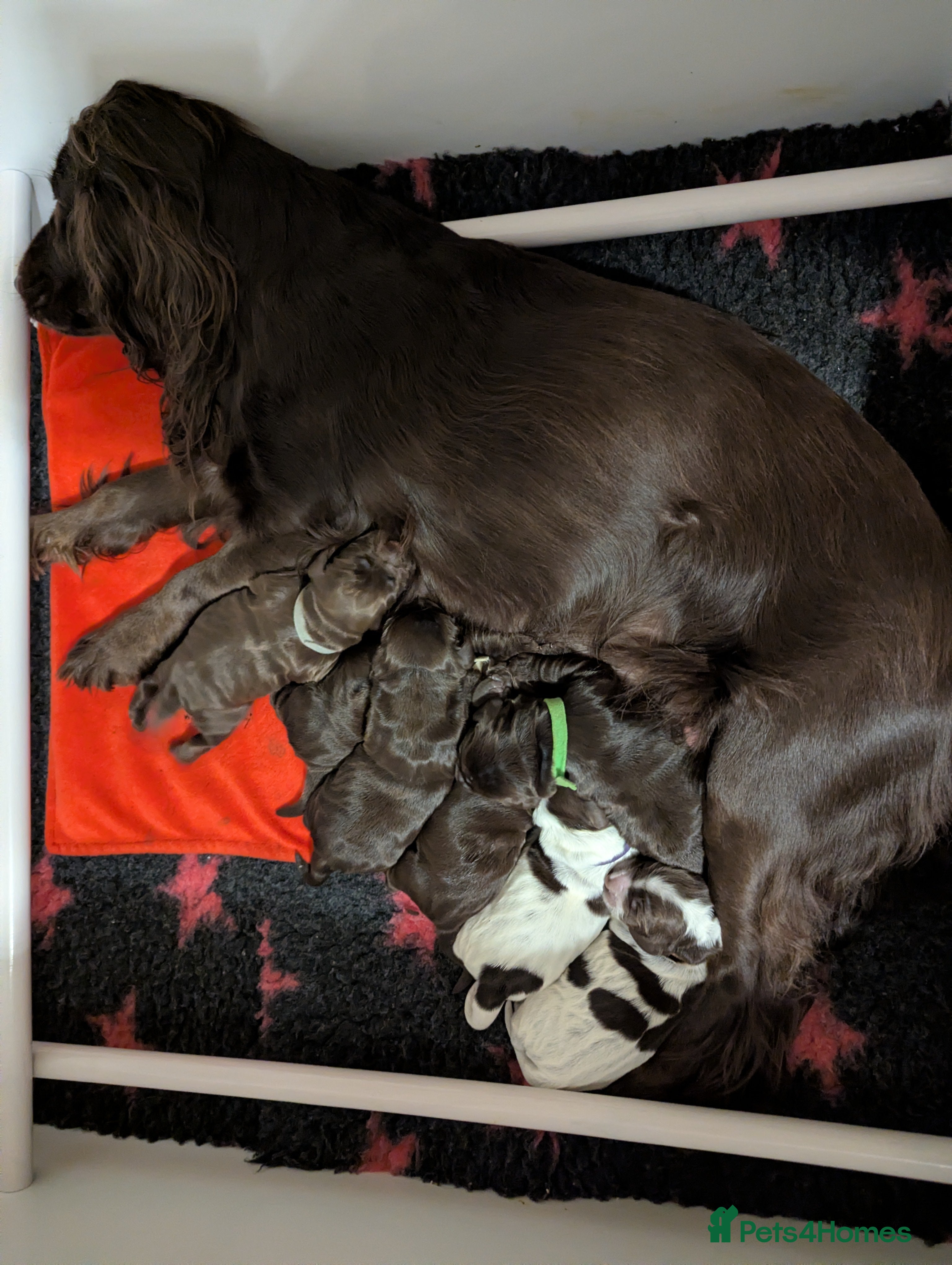 Cocker Spaniel dogs Cocker spaniel puppies READY NOW NEW HOME 🏠 in Morecambe - Advert 4