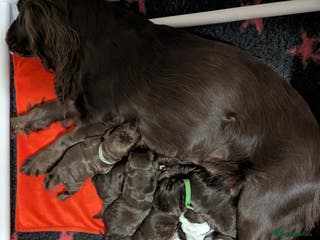 Cocker Spaniel dogs Cocker spaniel puppies READY NOW NEW HOME 🏠 in Morecambe - Advert 2