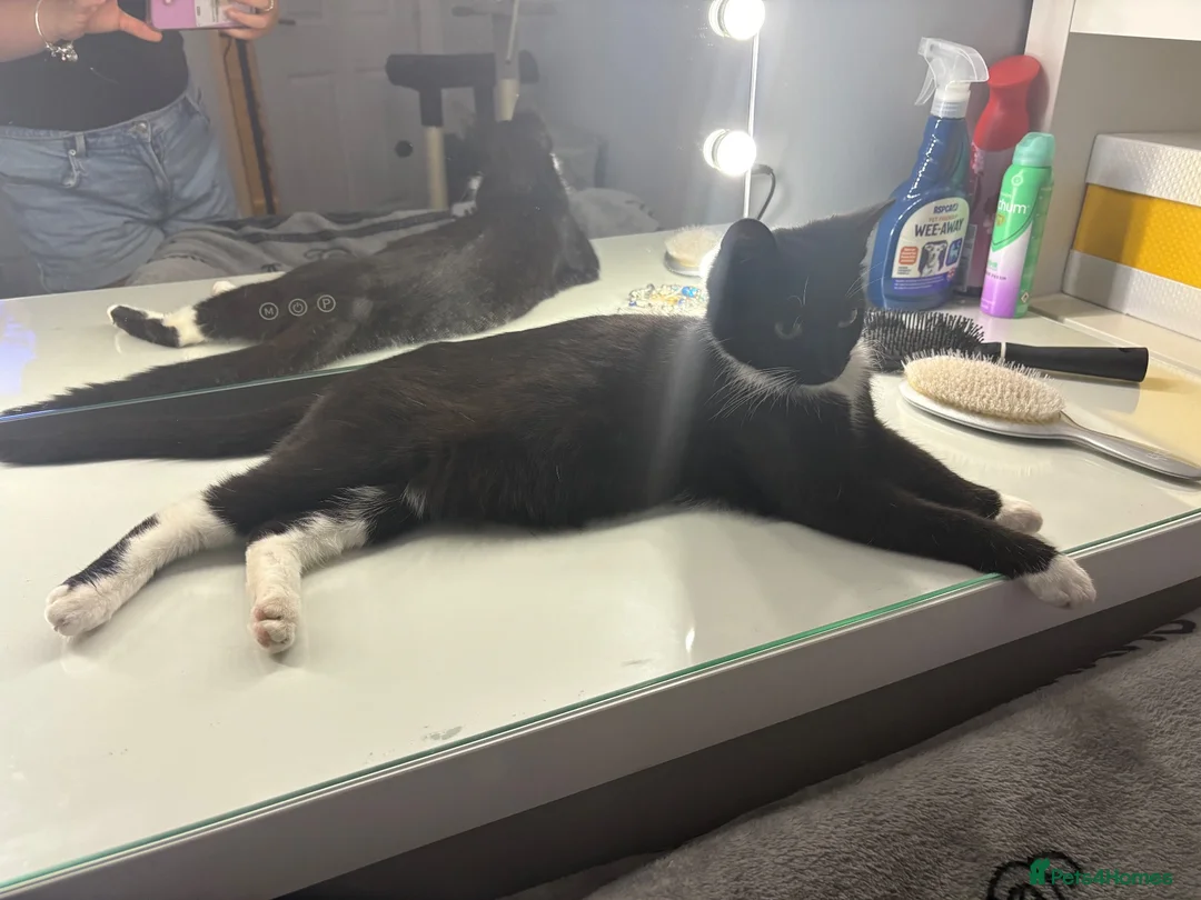 Mixed Breed cats for sale: Tuxedo Female Kitten  - Advert 6