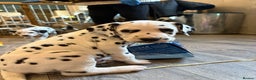 Dalmatian dogs for sale: The most beautiful beautiful Dalmatian puppies  - Advert 1