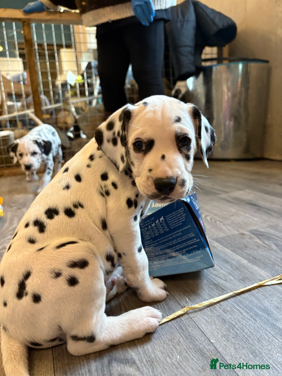Dalmatian dogs for sale: The most beautiful beautiful Dalmatian puppies  - Advert 1