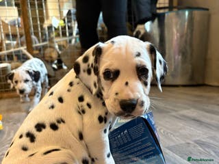 Dalmatian dogs The most beautiful beautiful Dalmatian puppies - Advert 14