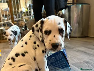 Dalmatian dogs The most beautiful beautiful Dalmatian puppies - Advert 4