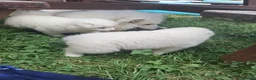 Samoyed dogs for sale: 2 Samoyed Puppies Looking for Their Forever Homes in Craven Arms - Advert 4