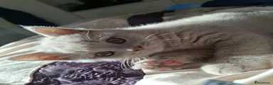 British Shorthair 2