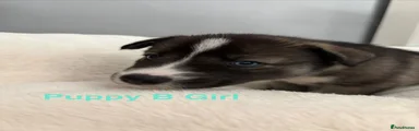 Siberian Husky 2