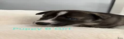 Siberian Husky dogs for sale: Siberian Husky Puppies in Liversedge - Advert 14