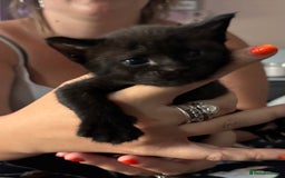 Mixed Breed cats for sale: Sphynx cross kittens - Image 3