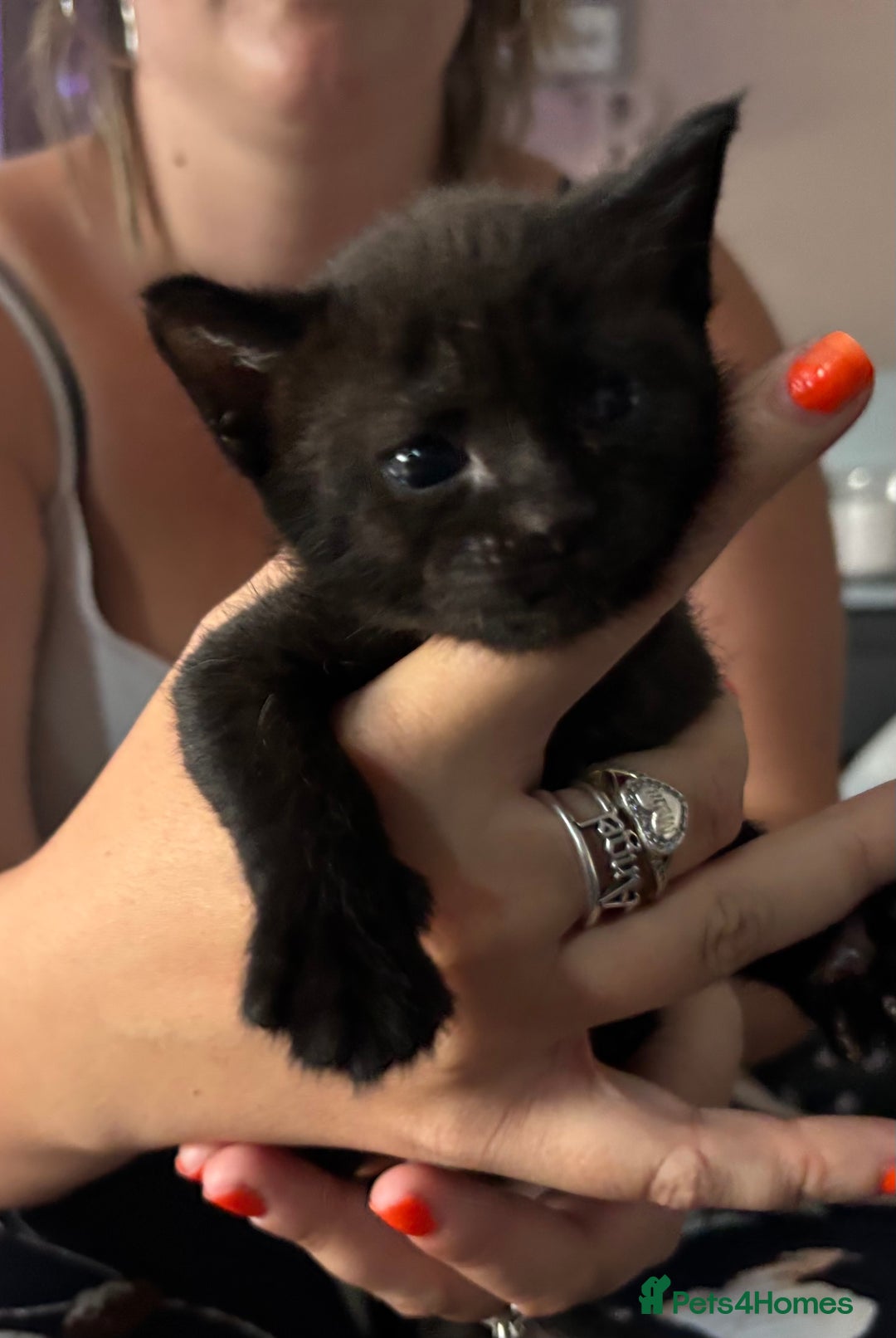 Mixed Breed cats for sale: Sphynx cross kittens - Image 3