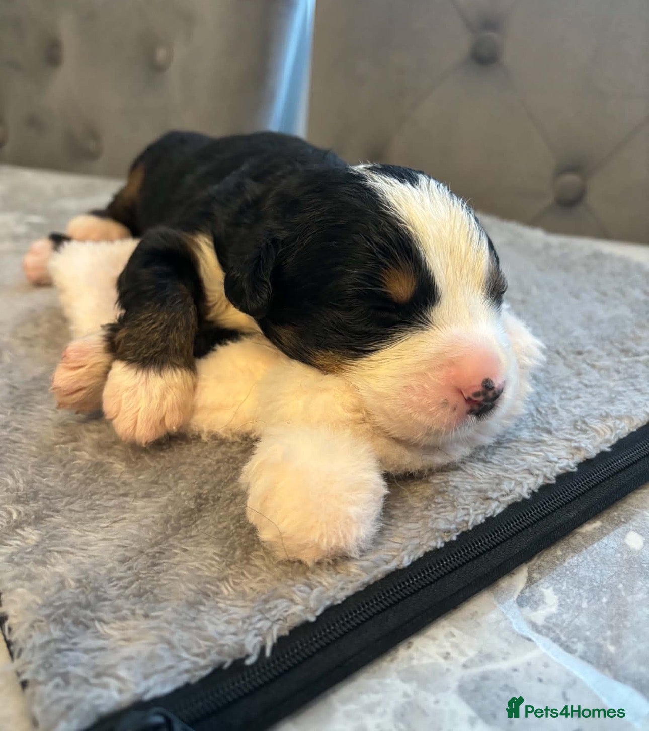 Bernese Mountain Dog dogs Beautiful Bernese mountain dog Pups KC Reg 🐾  - Advert 1