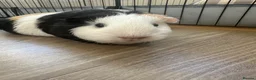 Guinea Pig rodents for sale: 2 Female Guinea pig sisters - Advert 23