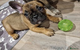 French Bulldog dogs for sale: Quality french bulldogs available to leave 🐾 - Image 4