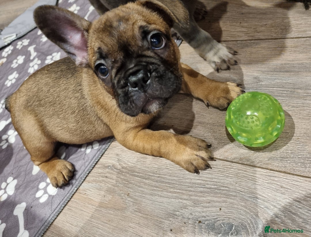 French Bulldog dogs for sale: Quality french bulldogs available to leave 🐾 - Image 4
